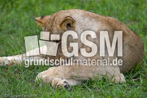 Löwen (63 von 69).jpg